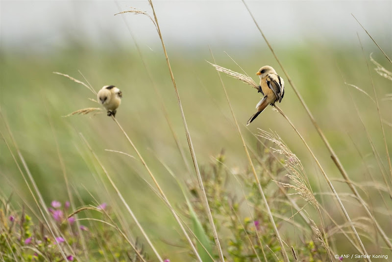 Natuur vogels op plantjes