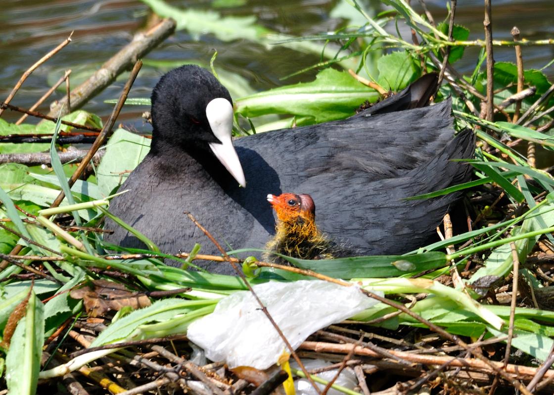 ‘Modderplassen in natuurgebieden bedreiging voor broedvogels’ / Foto: "Meerkoet met kuiken" door Johan Wieland