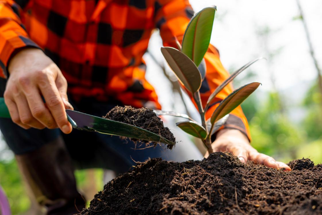 Zeeland kleurt komende jaren groener: provincie krijgt 32 hectare nieuw bos