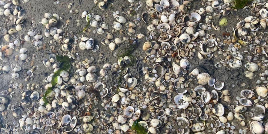 'Overgang van zoet naar zout water in Waddenzee onder druk' / Foto: NIOZ