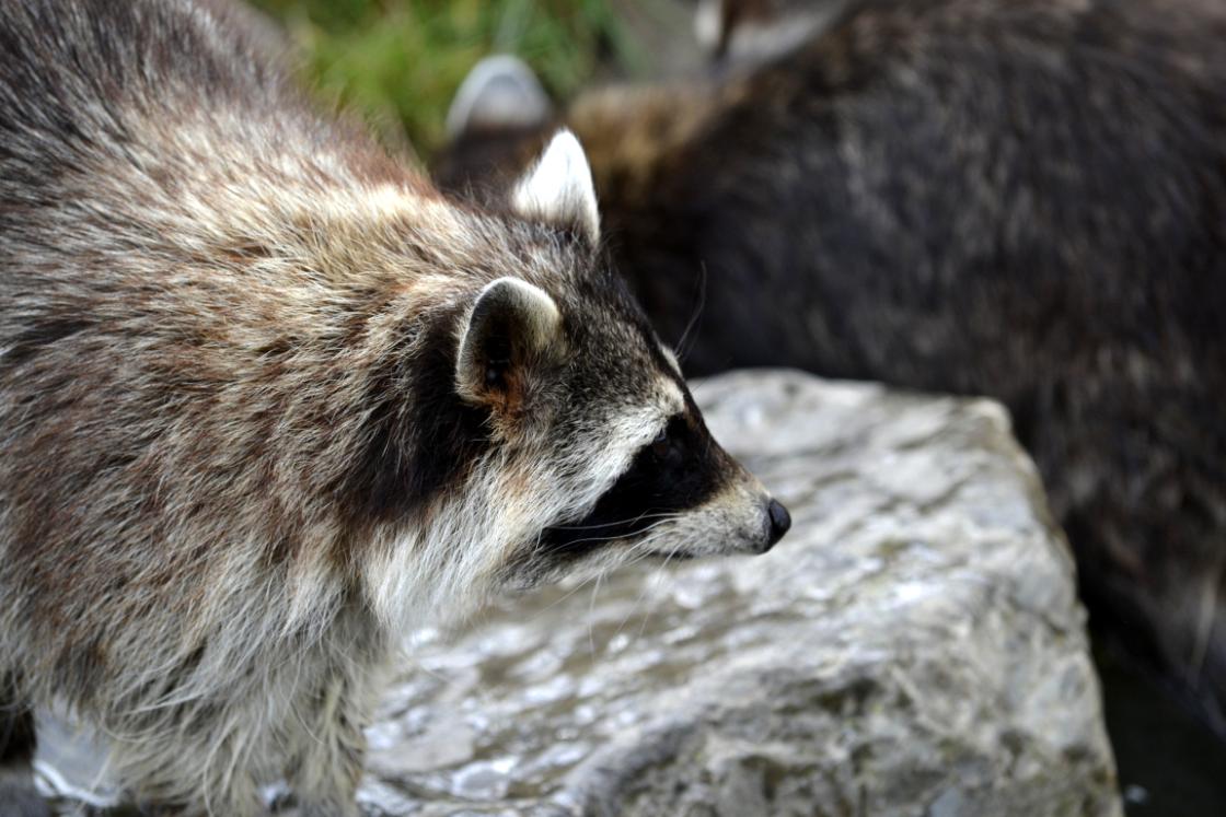 Dierentuin Leeuwarden verliest elf wasberen, jacht geopend / Foto: "Gewone wasbeer" door Tim Sträter