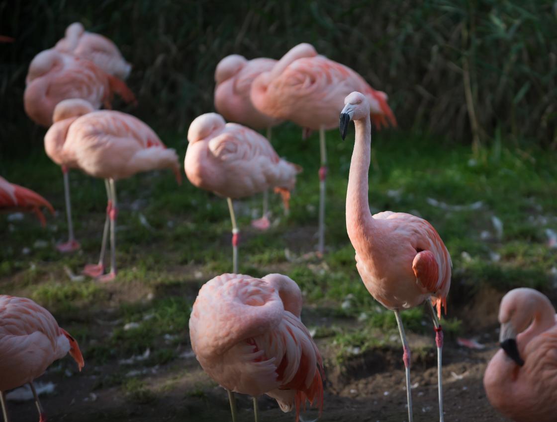 Bezoekersloyaliteit lager in attractieparken dan dierentuinen / Foto: "Noorder Dierentuin Emmen" door Johan Wieland