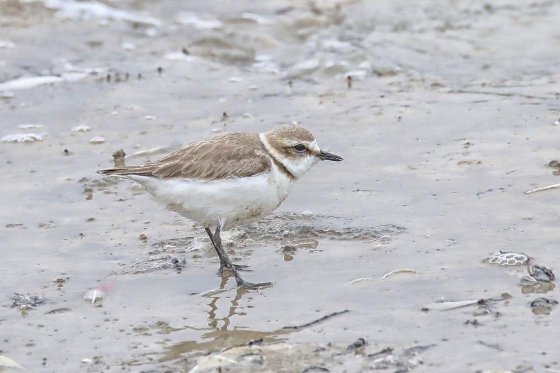 Bescherming natuurgebied Plaat van Oude Tonge boekt broedsucces / Foto: "Camargue Strandplevier" door Jac. Janssen