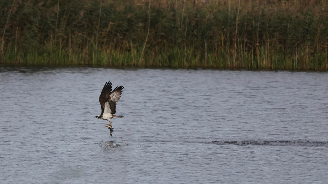 Vogelbescherming zet webcam bij visarend weer aan / Foto: "Visarend - Pandion haliaetus" door Gertjan van Noord
