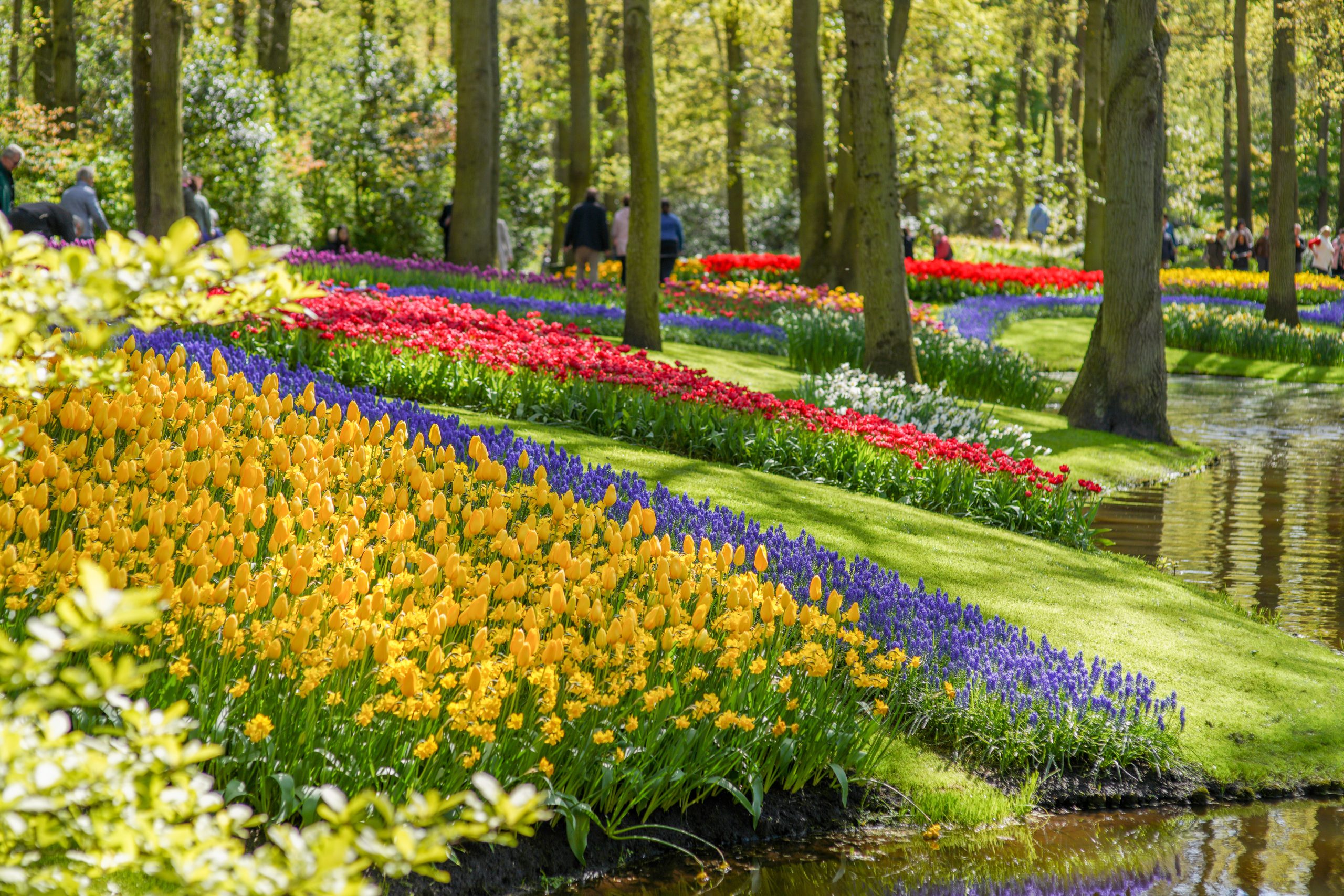 Keukenhof viert 75-jarig jubileum met 'Symphony of Colours' - Beeld: Keukenhof beeldbank