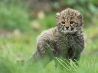 Cheetawelpjes Beekse Bergen voor het eerst in buitenverblijf