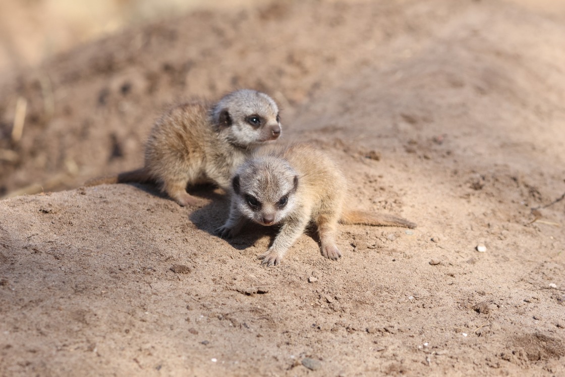 Drie pasgeboren stokstaartjes Beekse Bergen voor het eerst naar buiten gekropen