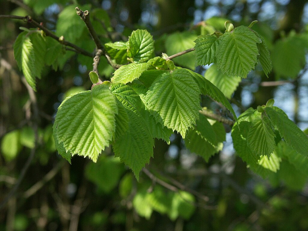 Het is heerlijk weer buiten, maar wat brengt dat met zich mee? / Afbeelding: "Zwalm Roborst Bruggenhoek 19 Twee hakhoutstruiken van hazelaar" door Geert van der Linden