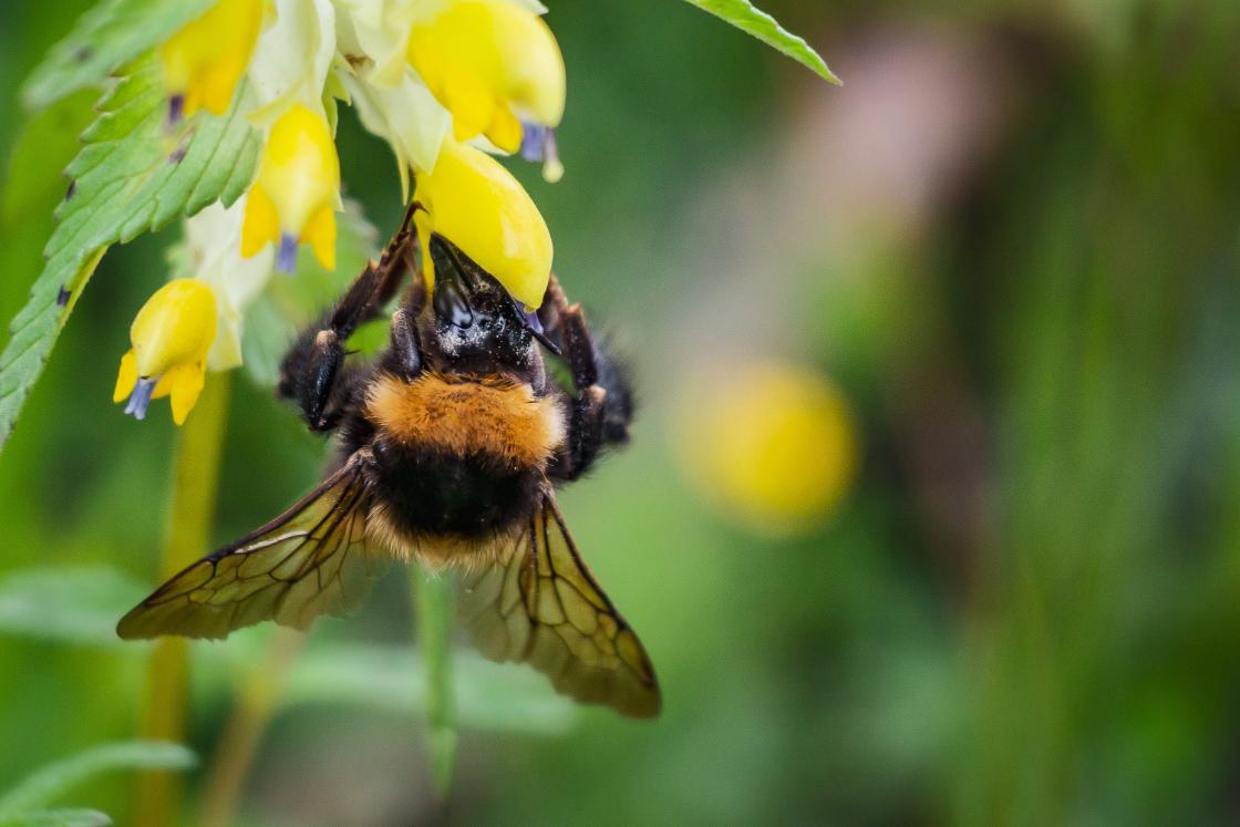 Tien dagen bijen tellen tijdens de Nationale Bijentelling