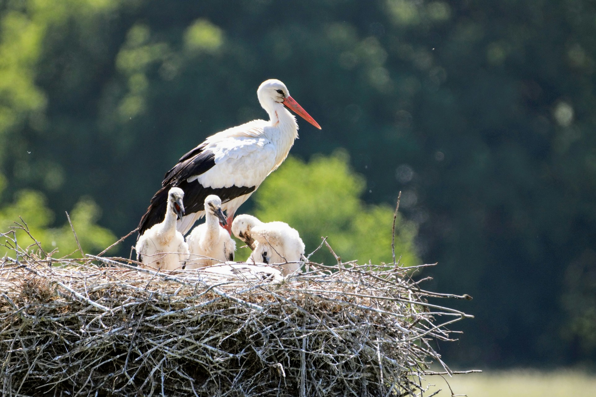 Natuurbeschermingswacht vecht tegen komst vakantiepark: ‘Natuur is in het geding’
