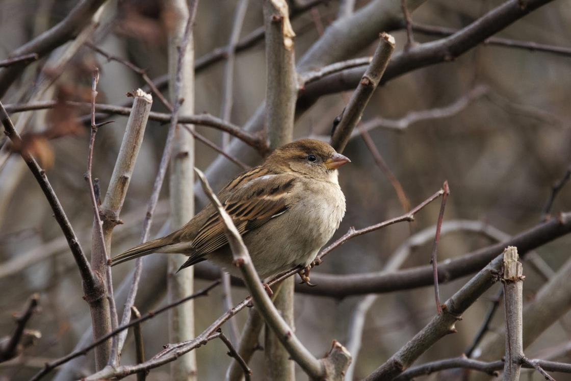 ‘Vervang de schutting voor een heg en help de tuinvogels’ / Afbeelding: IVN Natuureducatie