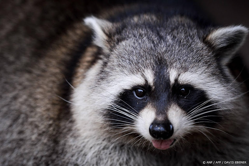 AquaZoo zoekt nog zes wasberen, een gevangen met marshmallow