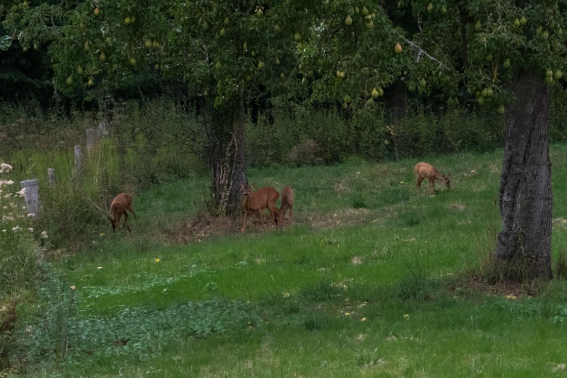 Webinar ‘Bloeiende natuur, tevreden gasten’ over natuurinclusief ondernemen