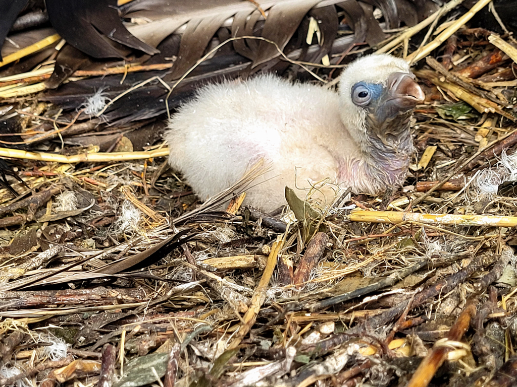 Vale gierkuiken geboren in DierenPark Amersfoort