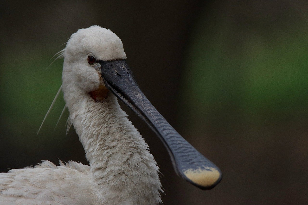Bevrijdingsfestival Alkmaar moet wijken voor broedende lepelaars