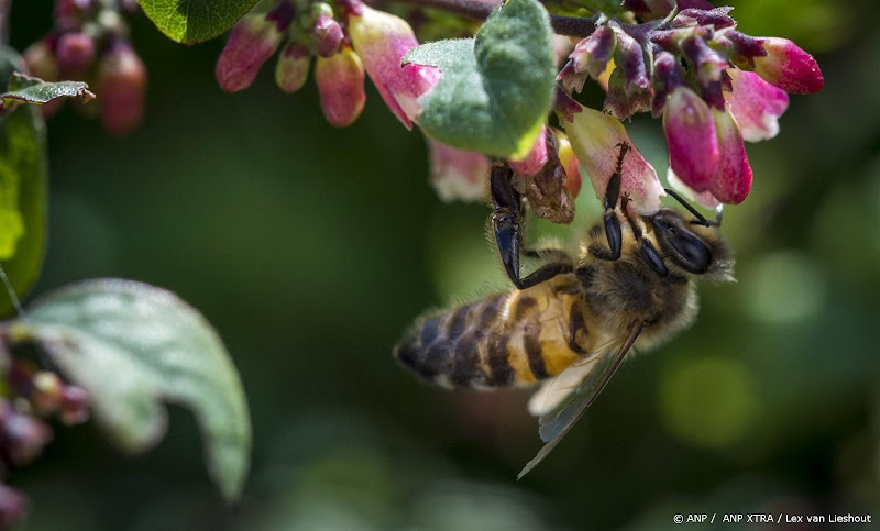 Dashboard voor biodiversiteit geeft kijk op status Nederlandse natuur