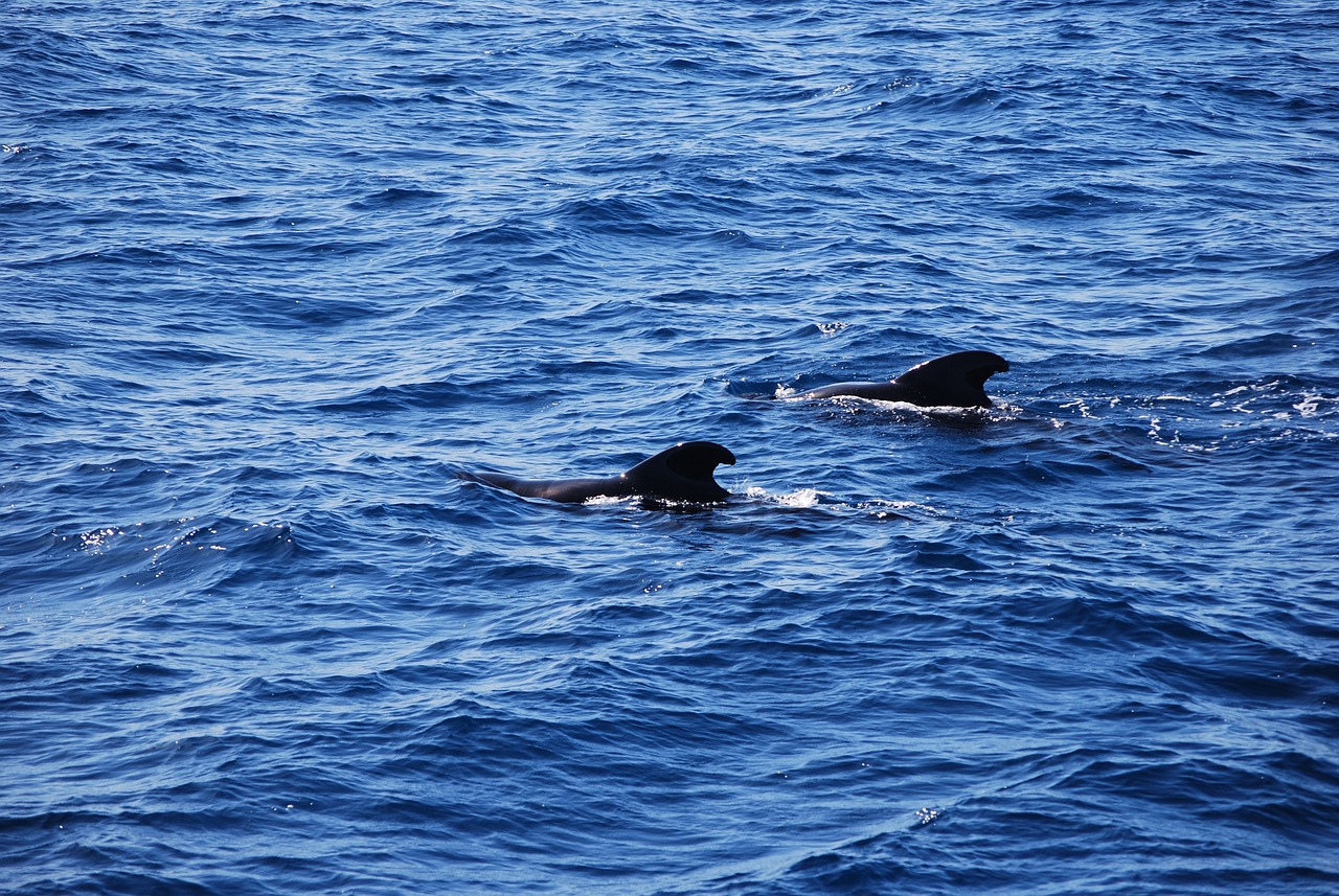Binnenkort kun je op zoek gaan naar walvissen in de Waddenzee