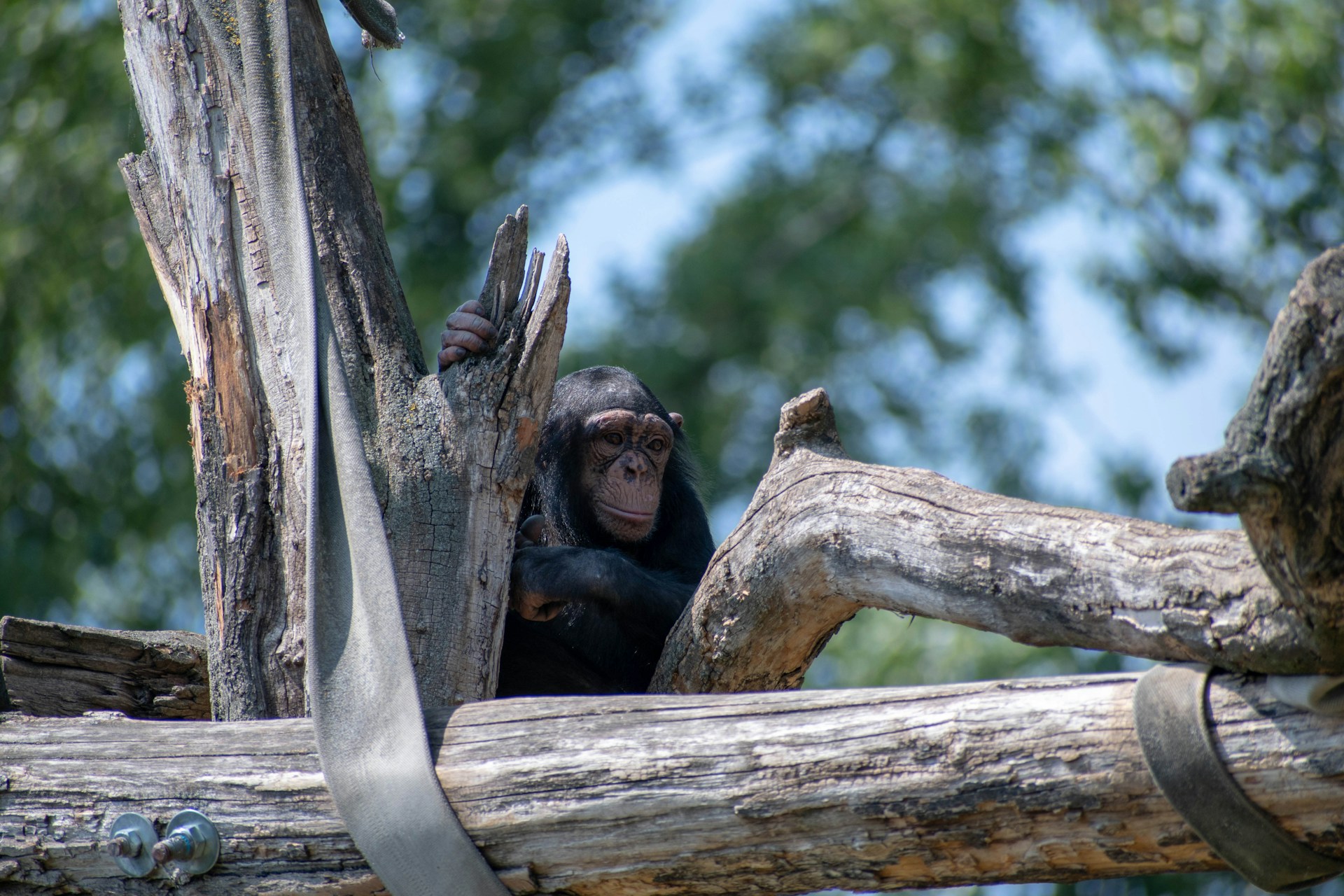 Chimpansee in Beekse Bergen op operatietafel overleden na gevecht