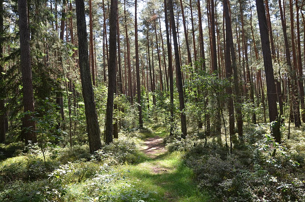 Omwonenden natuurgebied bij Berg en Dal willen nationaal park en starten petitie / Foto: "Weißmoos-Kiefernwald im EU-Vogelschutzgebiet Nürnberger Reichswald bei Winkelhaid (2017)" door Buendia22