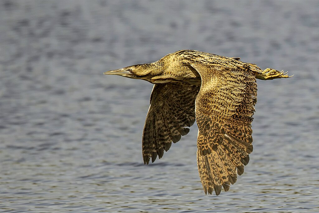 Foto: " Roerdomp in de vlucht" door Maurice Dekens