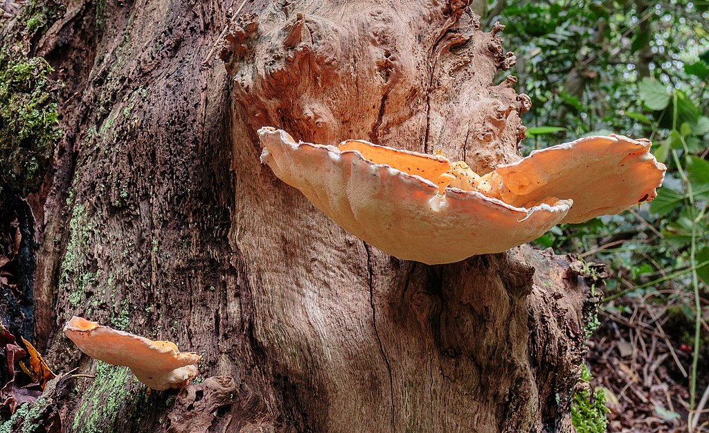 Eerste paddenstoelen komen al tevoorschijn: ‘Bijzonder’ / Foto: "Locatie, Stuttebosch in de lendevallei. Provincie Friesland." door Agnes Monkelbaan