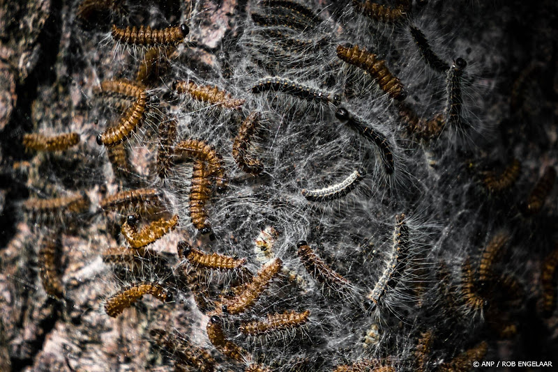 Bioloog: mogelijk meer eikenprocessierupsen