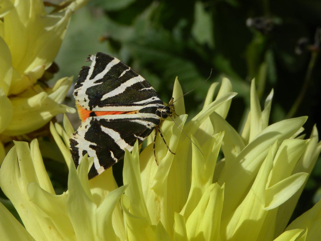 Komend weekend is het weer tijd voor de Nationale Nachtvlindernacht / Foto: "Nachtvlinder" door belgianchocolate