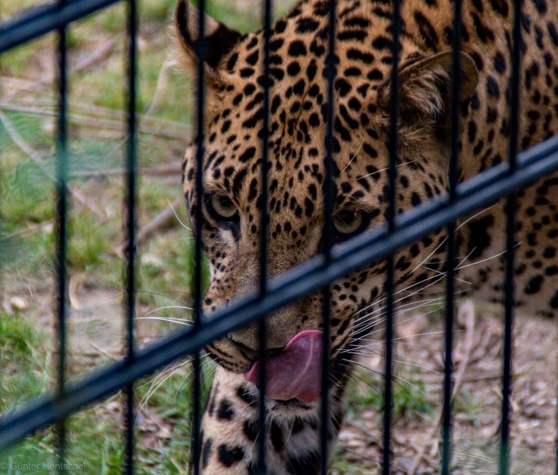 Demonstranten verzamelden zich voor Limburgse Mondo Verde / Foto: "Mondo Verde" door Günter Hentschel