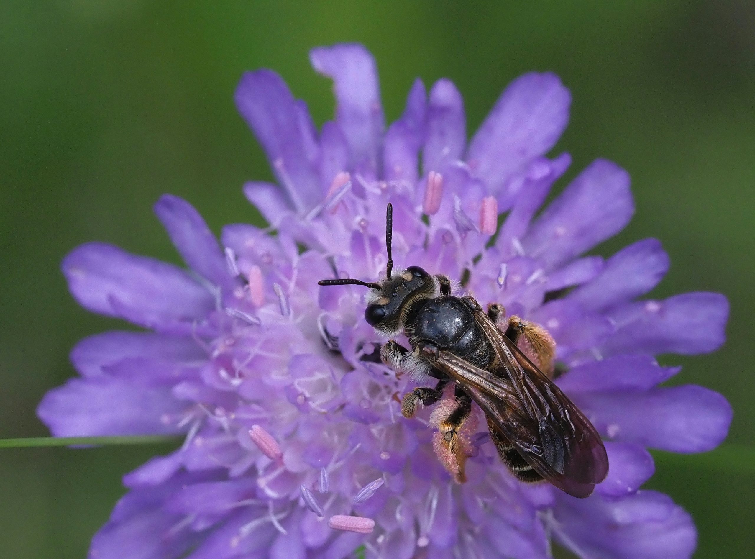 Arnhem wil leefomgeving wilde bijen verbeteren / Foto: "Knautien-Sandbiene (Andrena hattorfiana), Quellgebiet der Holzwarche bei Mürringen, Ostbelgien" door Frank Vassen