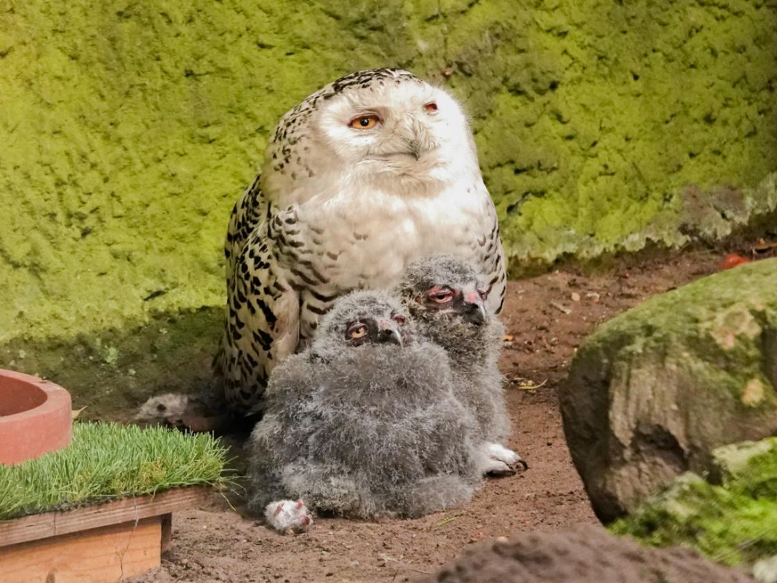 DierenPark Amersfoort verwelkomt drie sneeuwuilkuikens