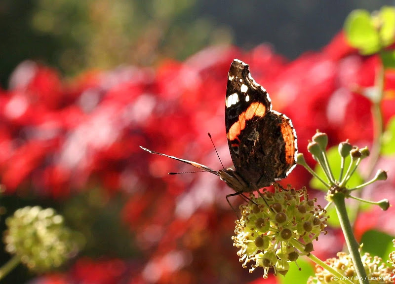 Nog nooit zo weinig vlinders in tuinen geteld als dit jaar