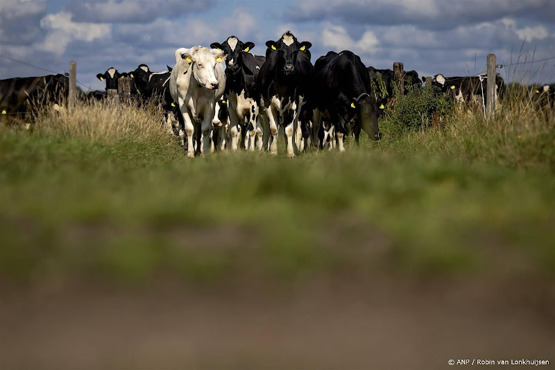 Wandelaar (67) overlijdt na aanval koeien in Limburgse Spaubeek