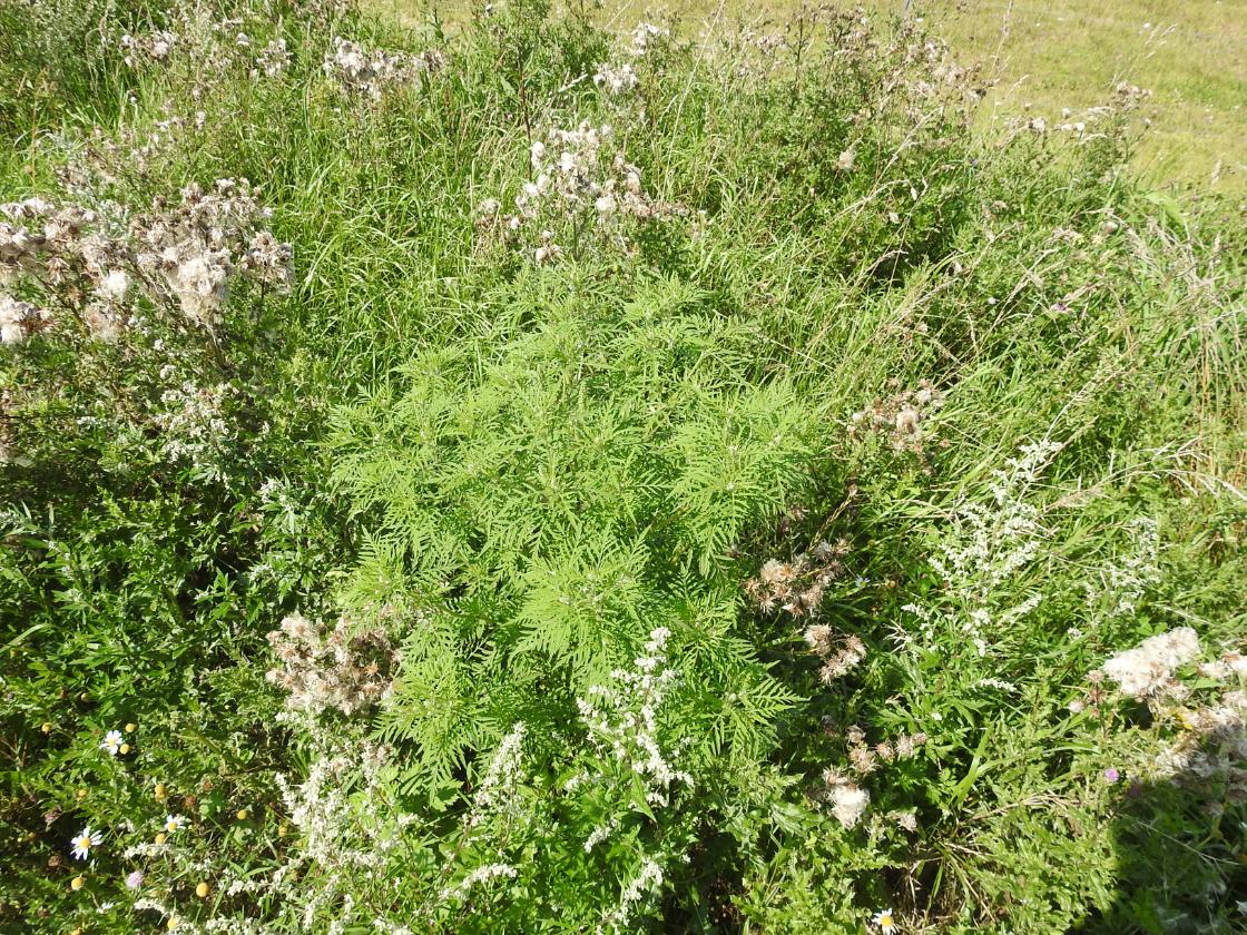 Hooikoortsplant rukt steeds verder op / Foto: "alsemambrosia" door Gertjan van Noord