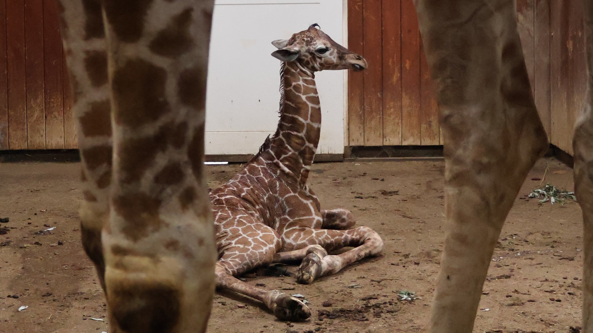 Gemixte gevoelens in Artis