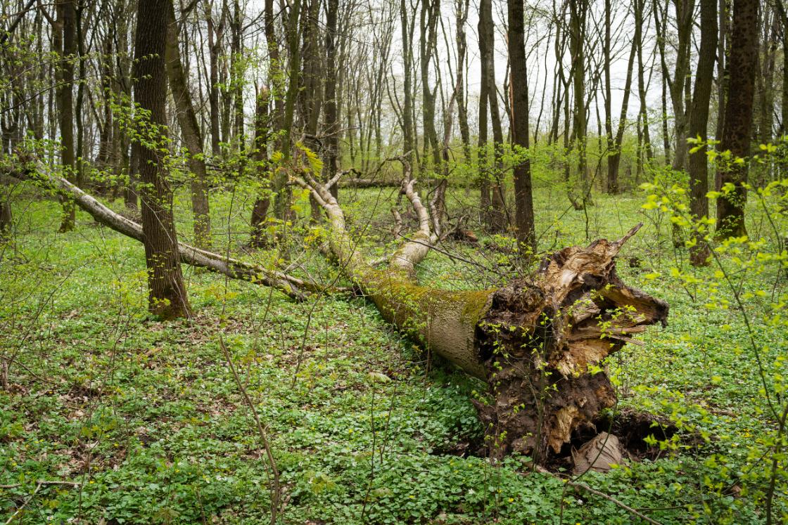 Staatsbosbeheer druk bezig met opruimen omgevallen bomen in Drentse bossen