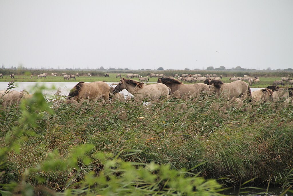 Door stekelige plant verhuist kudde konikpaarden van Lelystad naar Groningen / Foto: "Een kude Konikpaarden in de Oostvaardersplassen" door Rick Boer