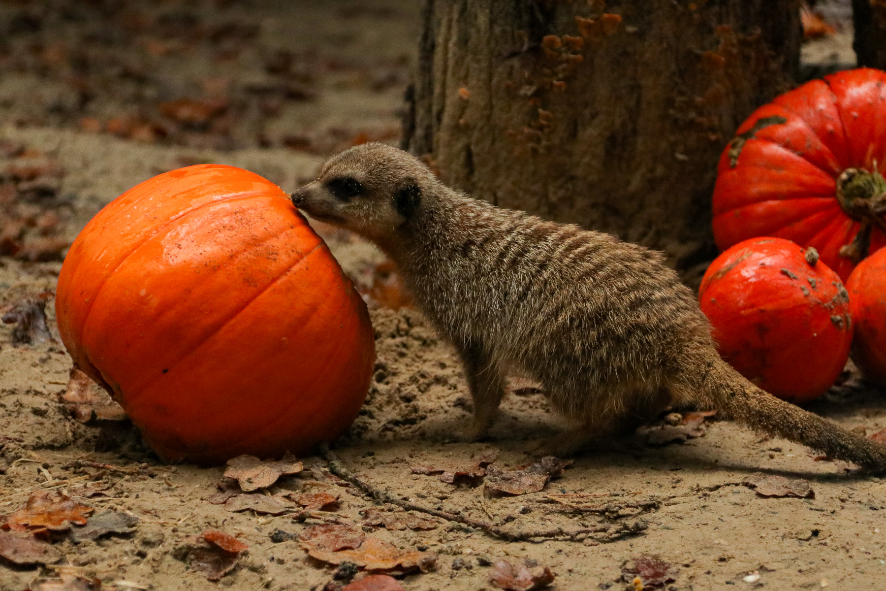 Stokstaartjes DierenPark Amersfoort getrakteerd op Halloweensnack
