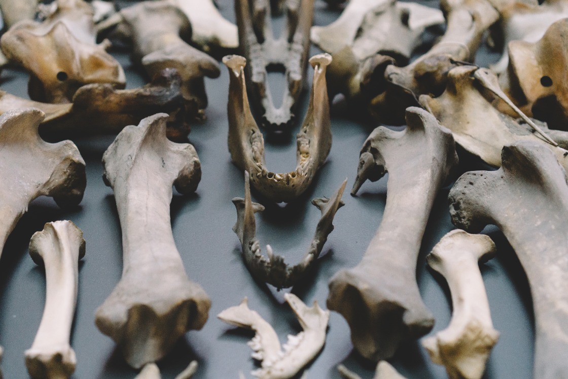 Nieuwe dinosaurussoort bekendgemaakt in Oertijdmuseum Boxtel