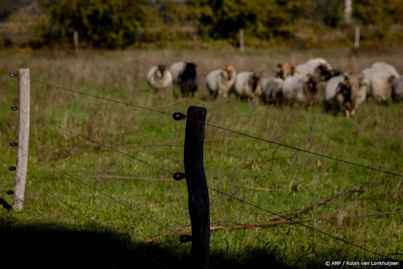hek waarachter schapen staan