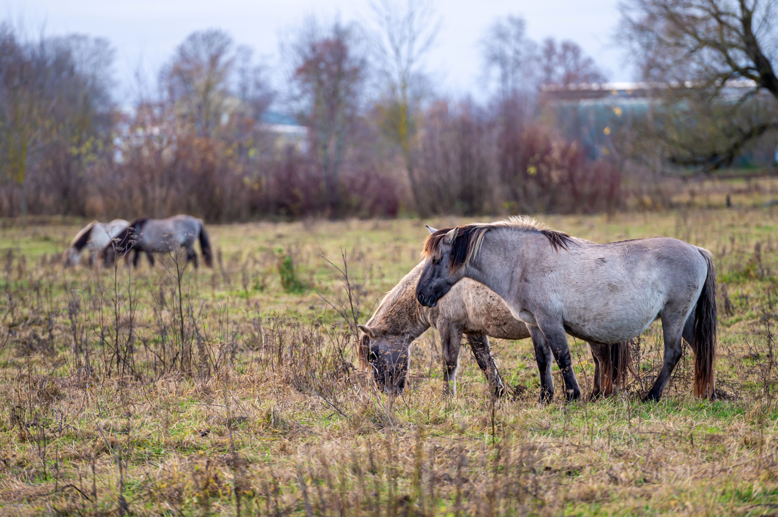 Konikpaarden Lauwersmeergebied weggebracht naar het slachthuis