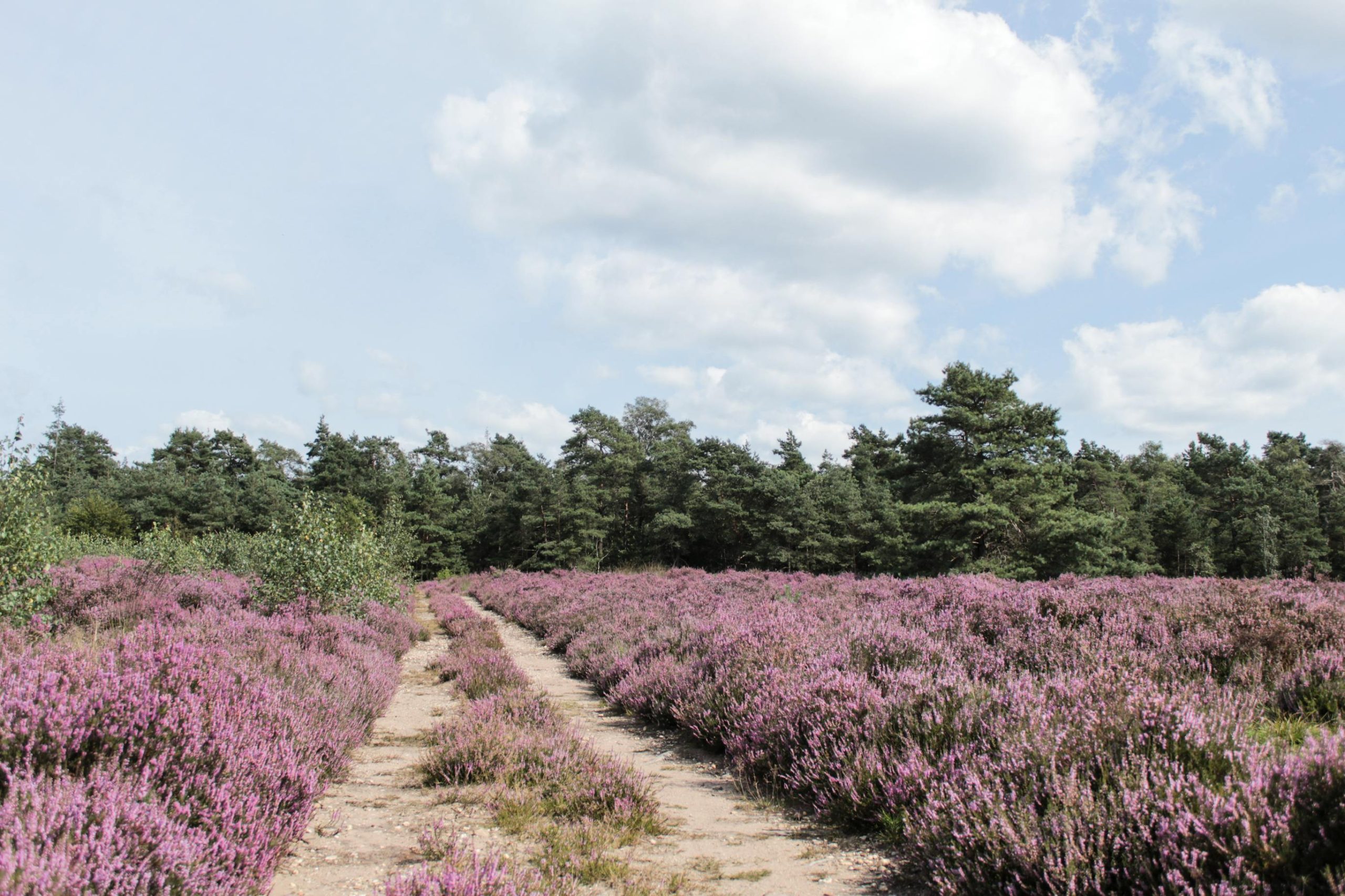 veluwe