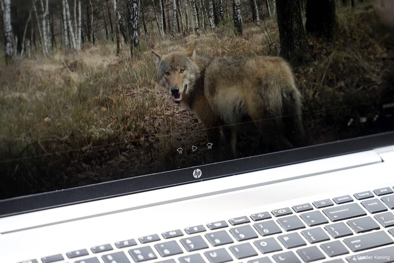 wolf op computerscherm