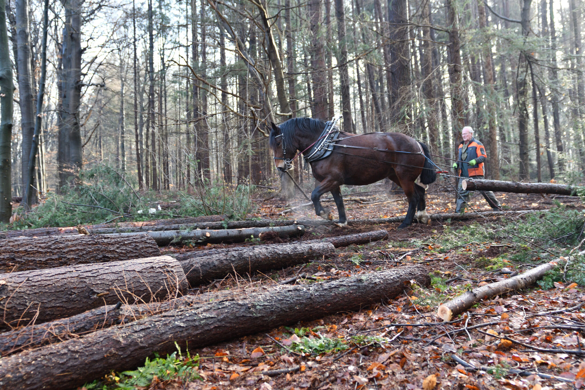 paarden aan het werk bij bosbeheer wageningen