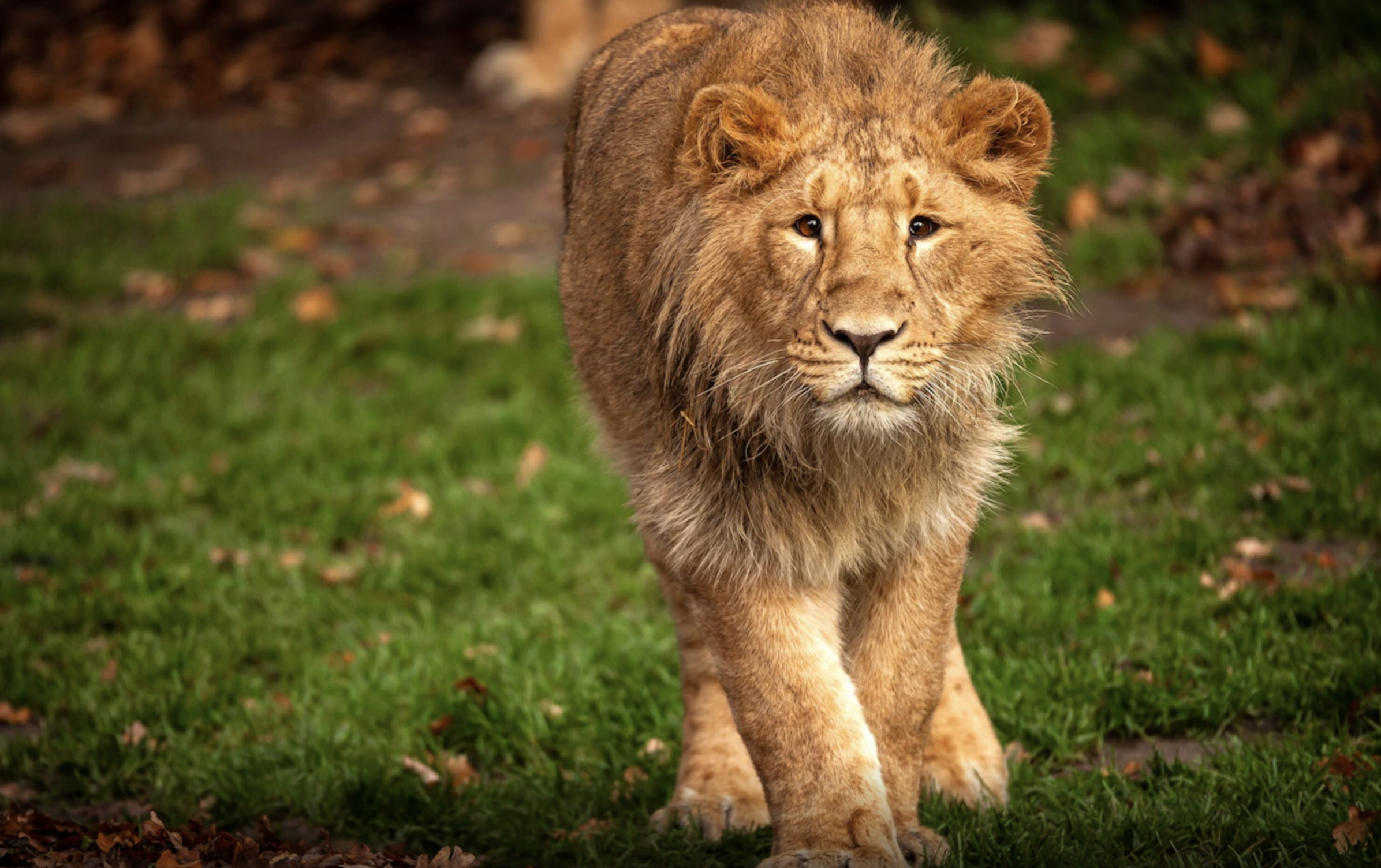 wishu diergaarde blijdorp