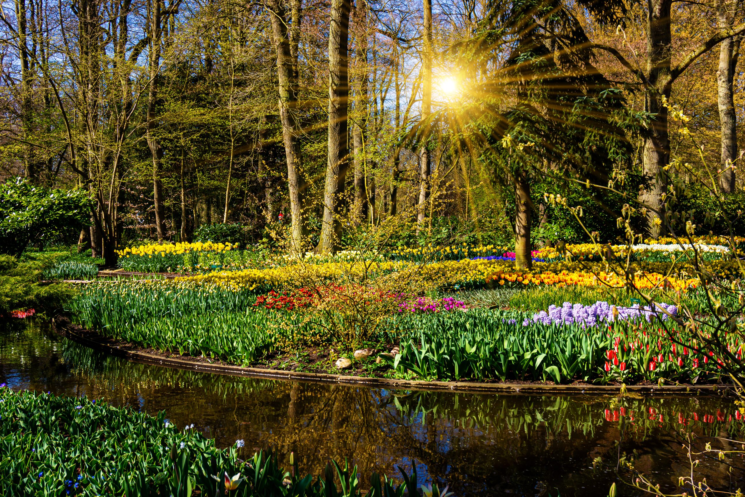 tuin met voorjaarszon en bloemen