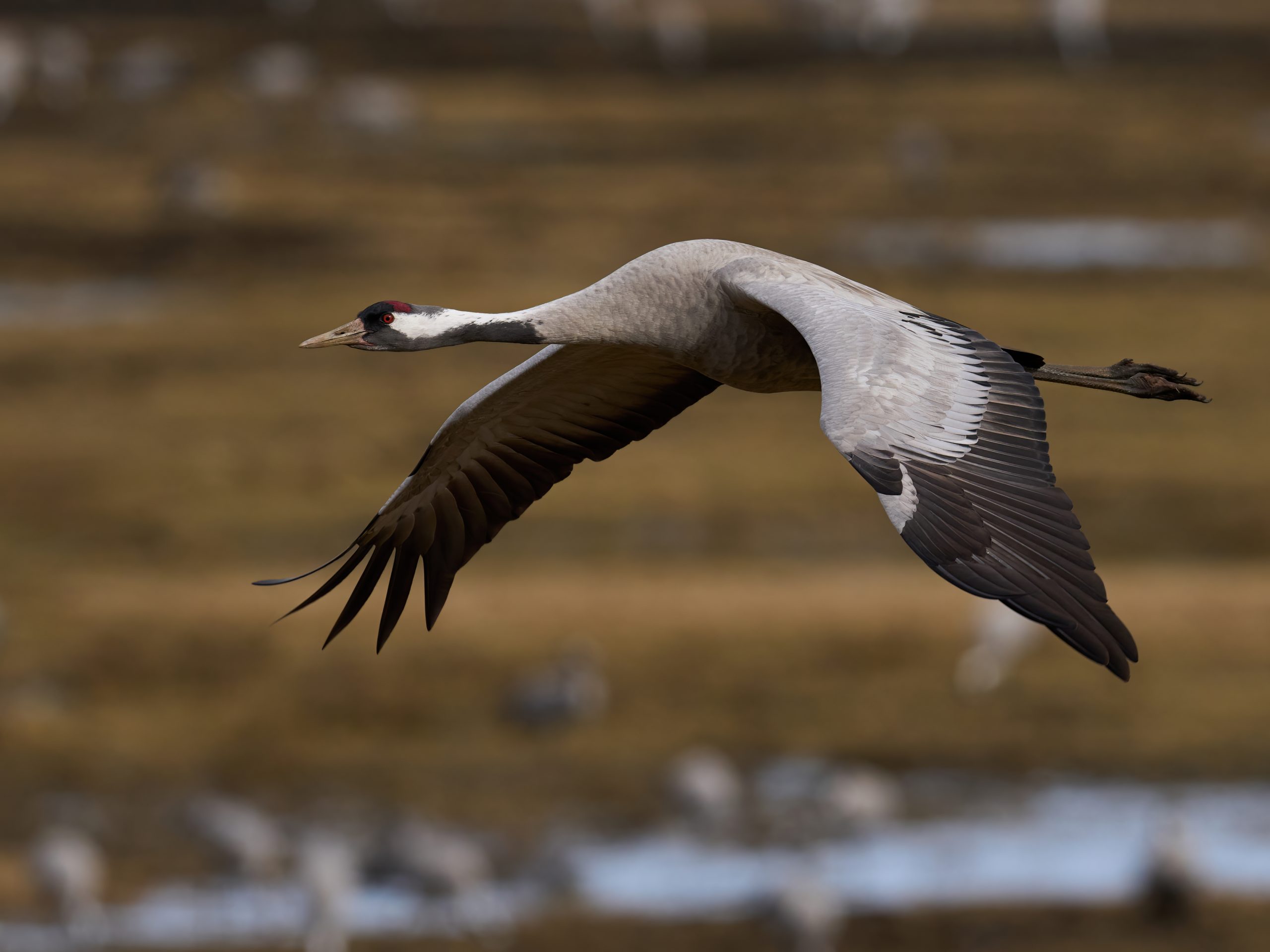 Honderdduizenden kraanvogels vliegen deze week over Nederland