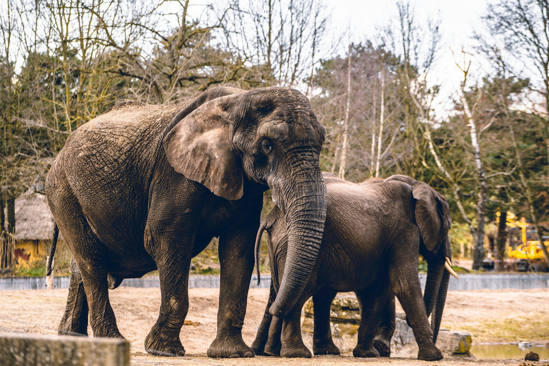 Safaripark Beekse Bergen populairste én duurste dierentuin van het land