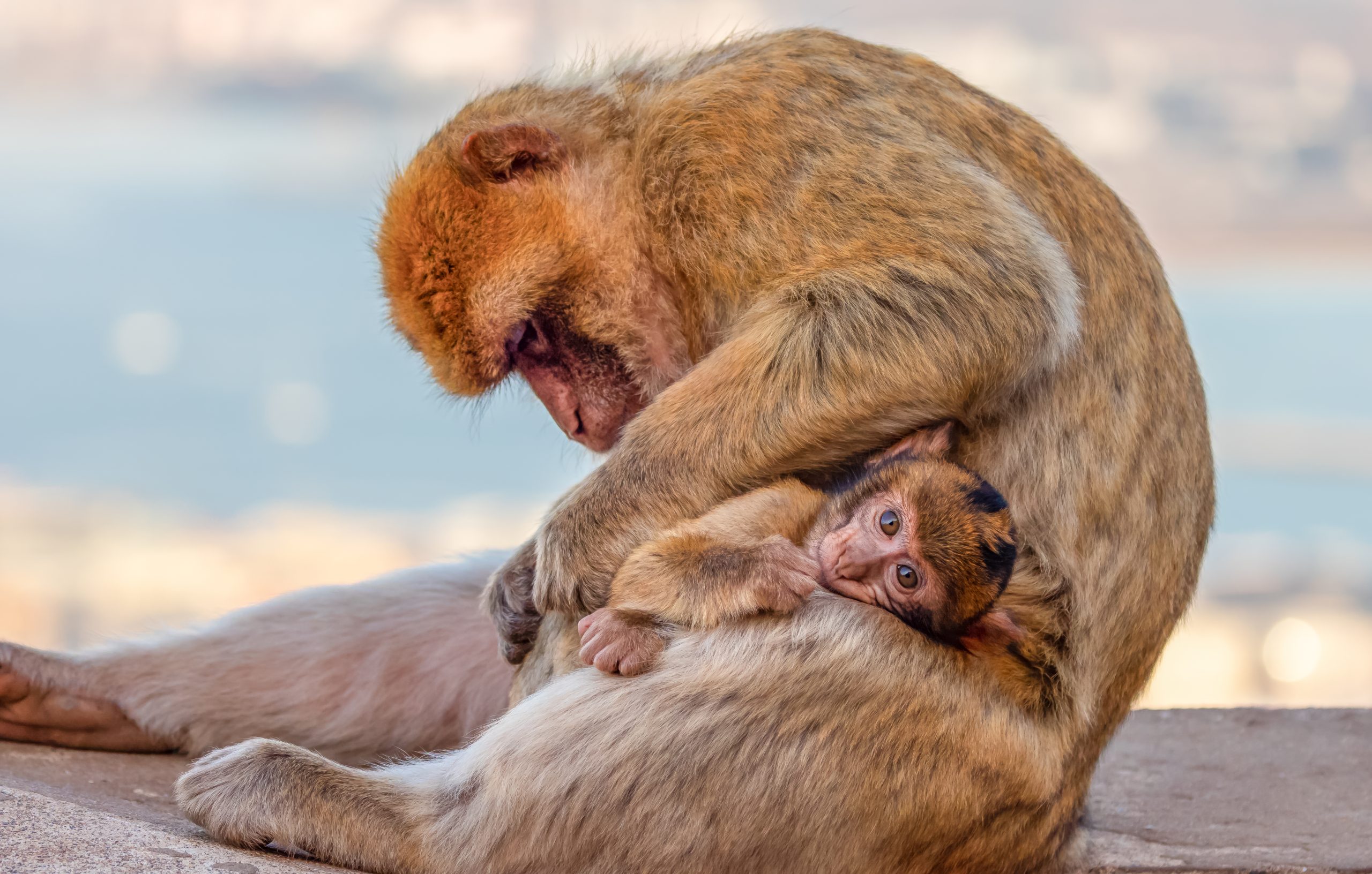 Apenheul had de ontsnapte berberapen nog maar een week in huis