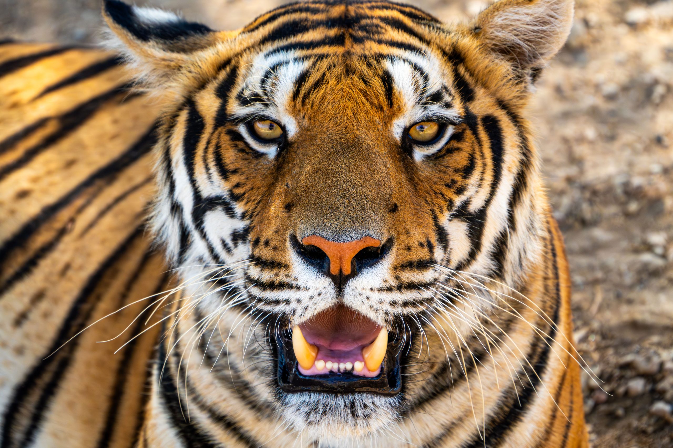 tijger ter illustratie