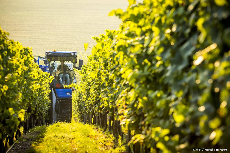 wijnboeren nederland